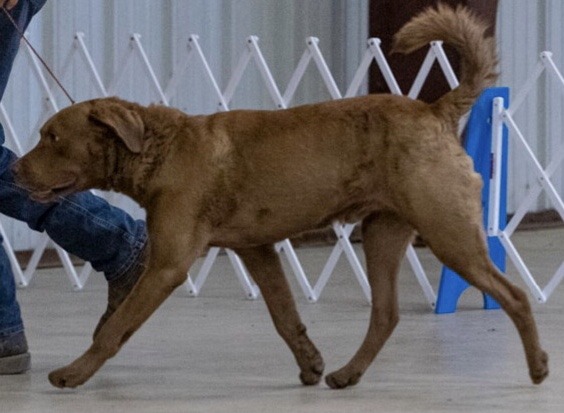 Mack in the show ring.