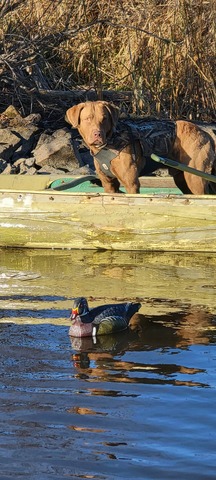 Mack out hunting.