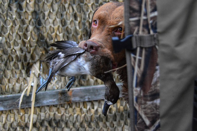 Mack proud of his retrieve.