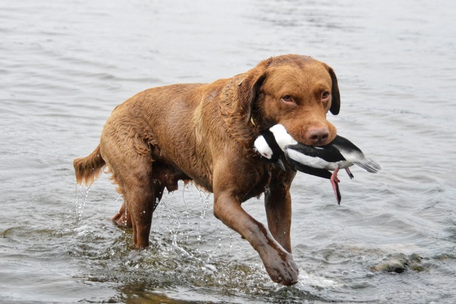 Mack brining in a bufflehead.