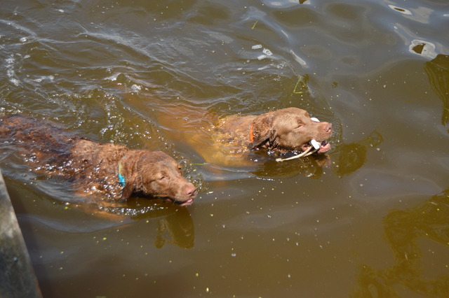 Ash and Mack enjoying a swim!