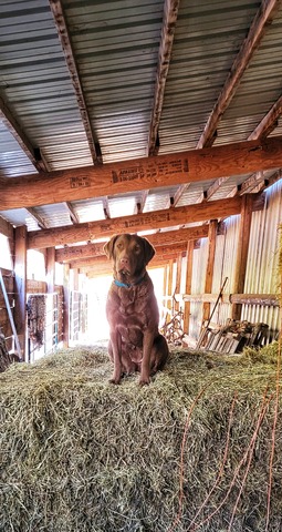 Ash hanging out at the barn.