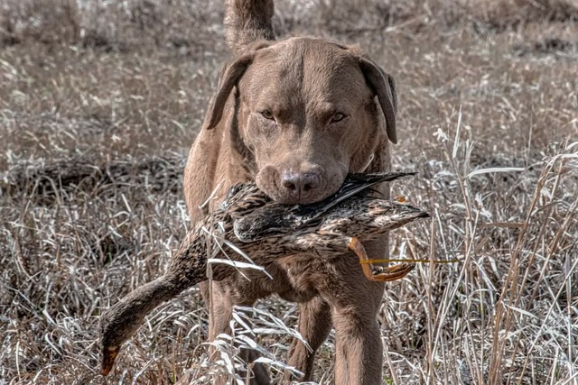 Mack bringing in a mallard at a mock hunt test.