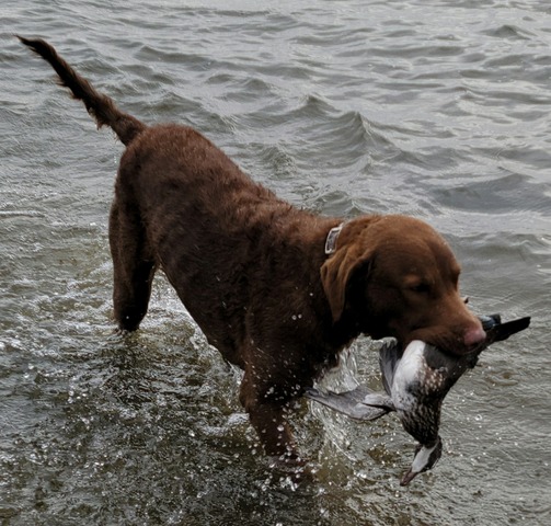 Ash bringing in a hen wood duck.