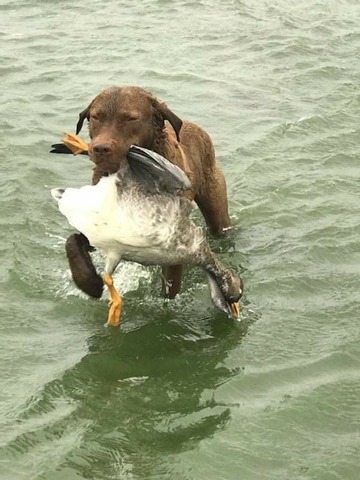 Mack’s first speckle belly goose in North Dakota.