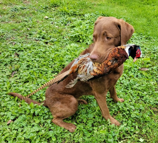 Ash learning about pheasants.