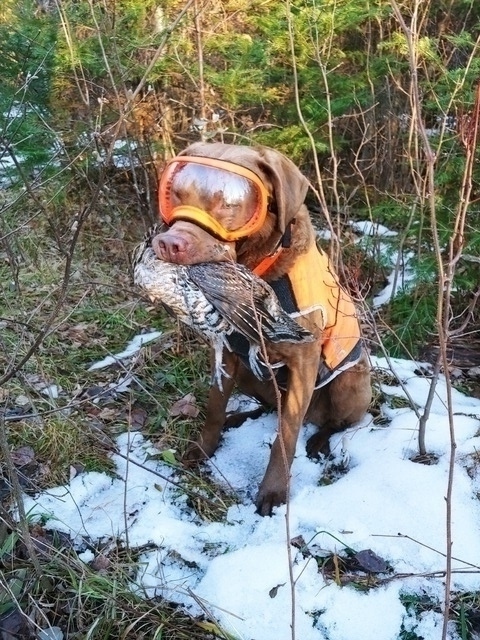 Mack grouse hunting.