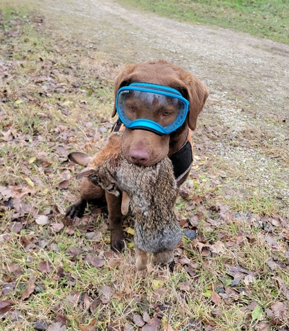 Ash fetching a bunny.