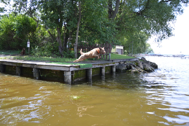 Mack jumping off the dock.